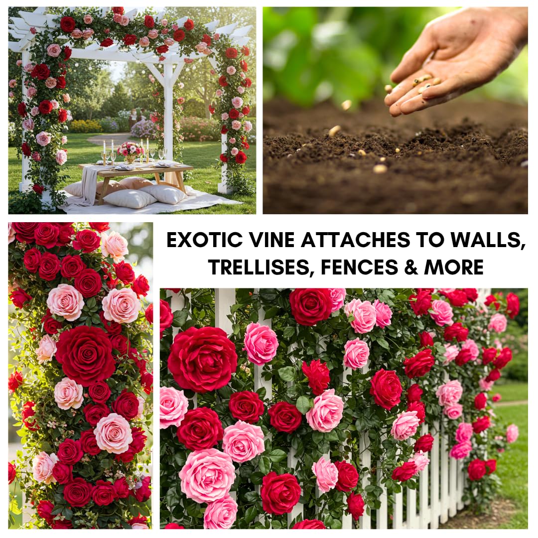 Amazon.com : 100 Climbing Rose Vine Seeds - Amazing Growth and
